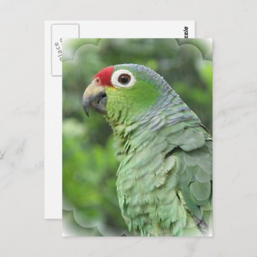 Green Parrot Postcard Postkarte (Vorne/Hinten)