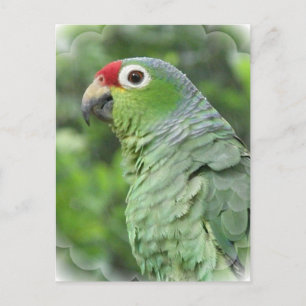 Green Parrot Postcard Postkarte