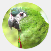 Green Parrot Sticker 2 (Vorderseite)