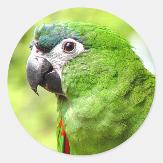 Green Parrot Sticker 2 (Vorderseite)