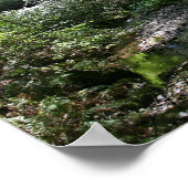 "Green Peace", Muir Woods Poster (Ecke)