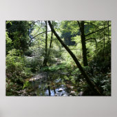 "Green Peace", Muir Woods Poster (Vorne)