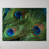 Green Peacock Feather Poster (Vorne)