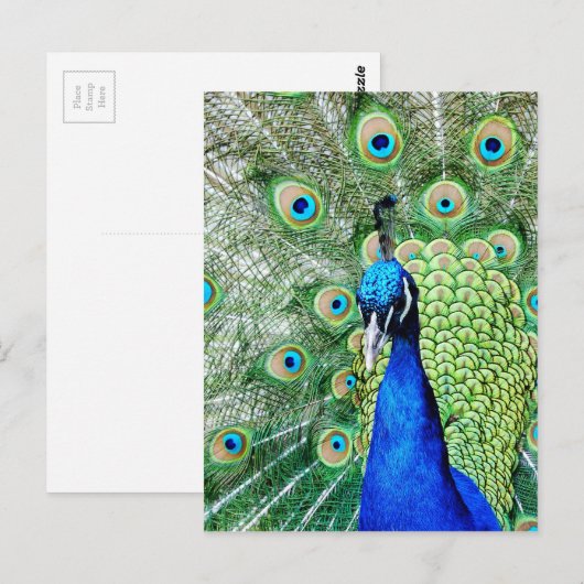 Green Peacock Postkarte (Vorne/Hinten)