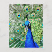 Green Peacock Postkarte (Vorderseite)