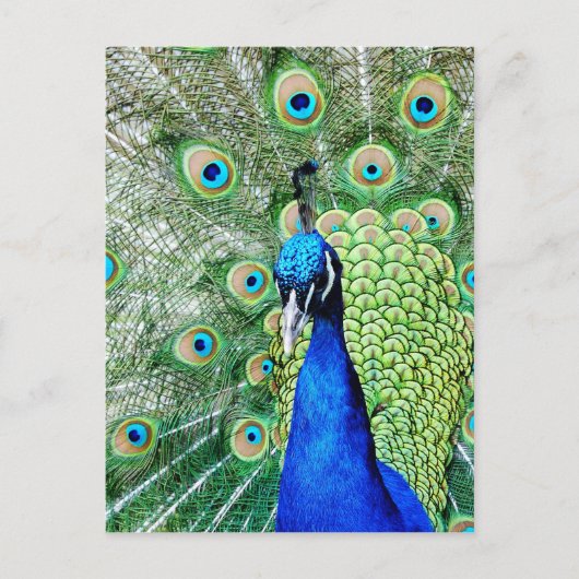 Green Peacock Postkarte (Vorderseite)