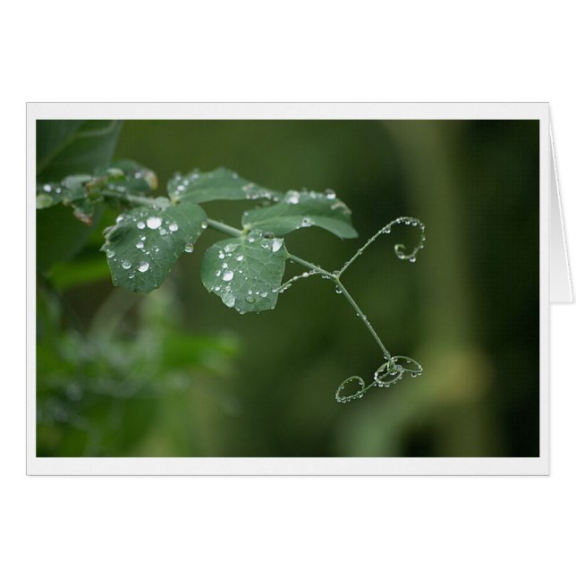 Green Pea's Tears Card (Vorderseite (Horizontal))