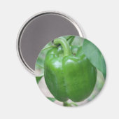 Green Pepper Magnet (Vorderseite/Rückseite)