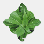 Green Pflanze Take Out Gefallen Box Geschenkschachtel (Ungefaltet)