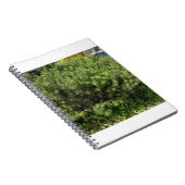 Green Pine Bush Nature Notebook Notizblock (Rechte Seite)