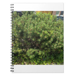 Green Pine Bush Nature Notebook Notizblock