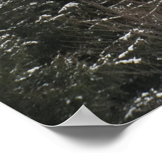 GREEN PINE TREES POSTER (Ecke)