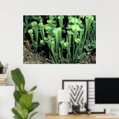 Green Pitcher-Pflanze Poster (Heimbüro)