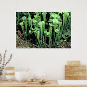 Green Pitcher-Pflanze Poster (Küche)