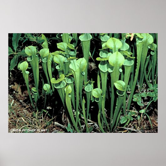 Green Pitcher-Pflanze Poster (Vorne)
