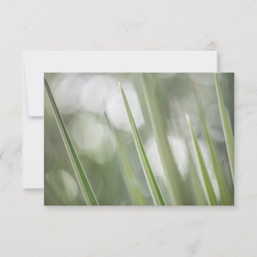 Green Pointy Pflanze Nature Foto (Vorderseite)