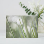 Green Pointy Pflanze Nature Foto (Stehend Vorderseite)