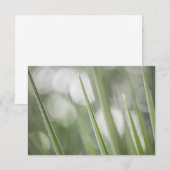 Green Pointy Pflanze Nature Foto (Vorne/Hinten)