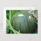 Green Pumpkin Postkarte (Vorne/Hinten)