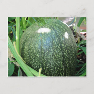 Green Pumpkin Postkarte