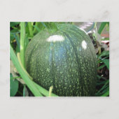Green Pumpkin Postkarte (Vorderseite)