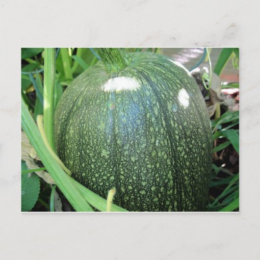 Green Pumpkin Postkarte (Vorderseite)