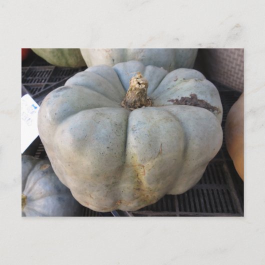 Green Pumpkin Postkarte (Vorderseite)