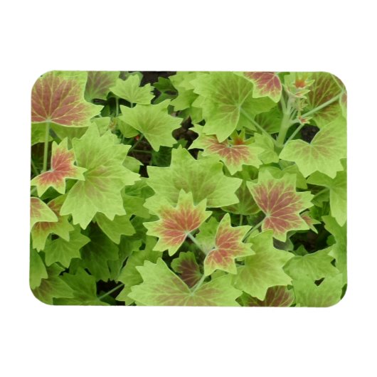 Green/Red Leafs 3"x4"-Magnet Magnet (Horizontal)