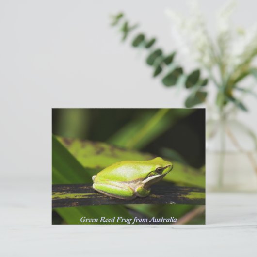 Green Reed Frog Postkarte (Stehend Vorderseite)
