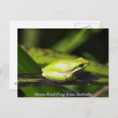 Green Reed Frog Postkarte (Vorne/Hinten)