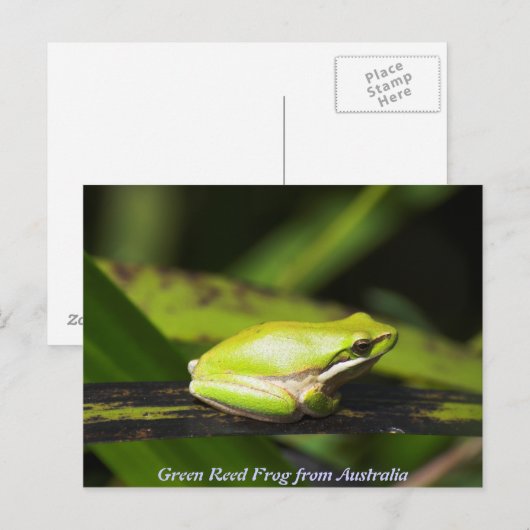 Green Reed Frog Postkarte (Vorne/Hinten)
