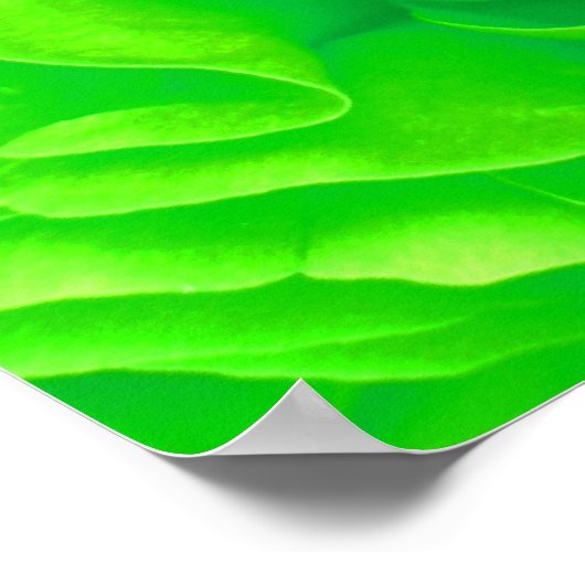 Green Rose Poster (Ecke)