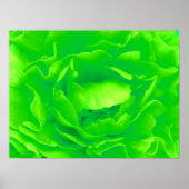Green Rose Poster (Vorne)