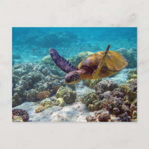 Green Sea Turtle Chelonia Mydas Schwimmen Postkarte