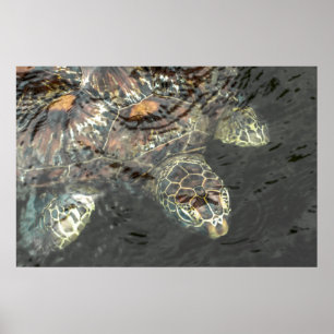 Green Sea Turtle Poster