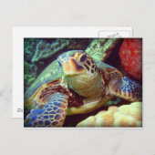 GREEN SEE TURTLE HAWAII POSTKARTE (Vorne/Hinten)