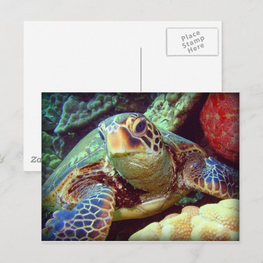 GREEN SEE TURTLE HAWAII POSTKARTE (Vorne/Hinten)