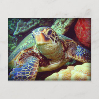 GREEN SEE TURTLE HAWAII POSTKARTE