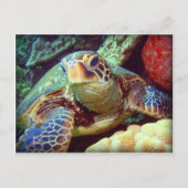 GREEN SEE TURTLE HAWAII POSTKARTE (Vorderseite)