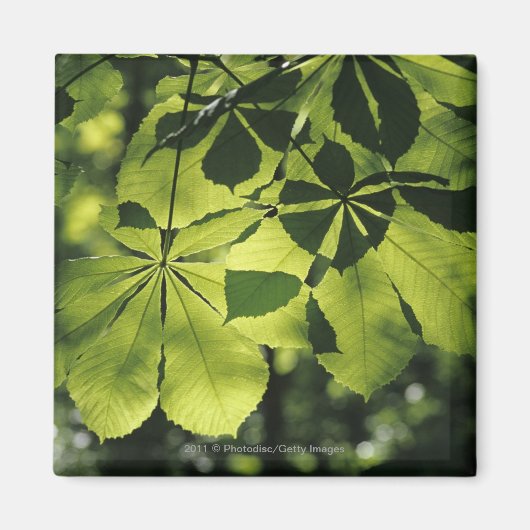 Green Seven Point Blätter mit Sun Illumination Magnet (Vorne)