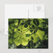 Green Seven Point Blätter mit Sun Illumination Postkarte (Vorne/Hinten)