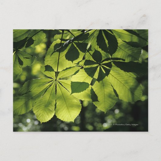 Green Seven Point Blätter mit Sun Illumination Postkarte (Vorderseite)