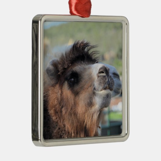 Green Smoothie the Camel Ornament (Rechts)