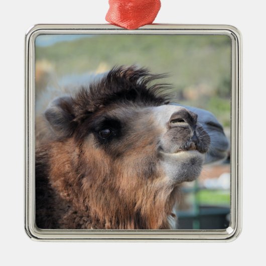 Green Smoothie the Camel Ornament Aus Metall (Vorne)