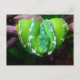 Green Snake Postcard Postkarte