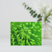 Green Spider Mums Postkarte (Stehend Vorderseite)