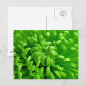 Green Spider Mums Postkarte (Vorne/Hinten)