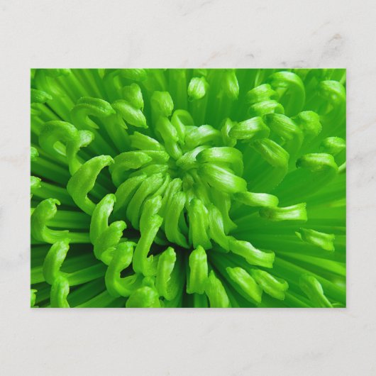 Green Spider Mums Postkarte (Vorderseite)
