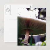 Green Spored Lepiota Postkarte (Vorne/Hinten)
