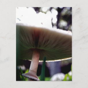 Green Spored Lepiota Postkarte